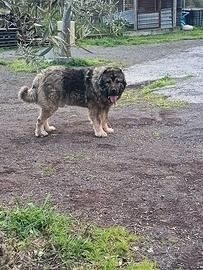 Pastore del Caucaso per monta