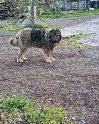 Pastore del Caucaso per monta