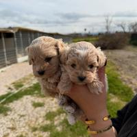 Maltipoo mini toy