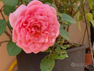 Giardiniere - manutenzione del verde