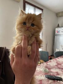 Gatti persiani