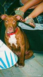 Pit red nose