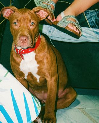 Pit red nose