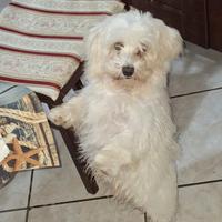 Maltese toy di 6 mesi con microcip e vaccini