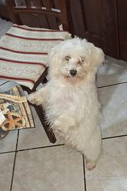 Maltese toy di 6 mesi con microcip e vaccini