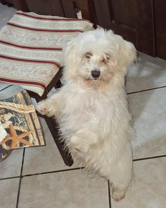 Maltese toy di 6 mesi con microcip e vaccini