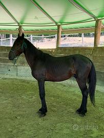 Cavallo Tolfetano
