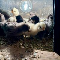 Pulcini di Moroseta nana