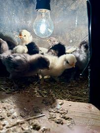 Pulcini di Moroseta nana