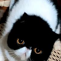 Exotic shorthair femminuccia