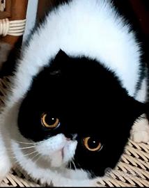 Exotic shorthair femminuccia