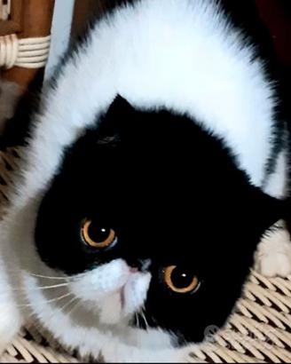 Exotic shorthair femminuccia