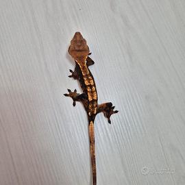 Correlophus ciliatus
