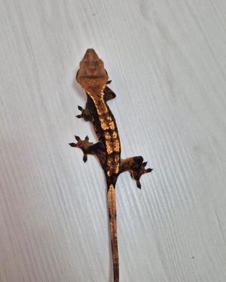 Correlophus ciliatus