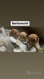 Barboncino