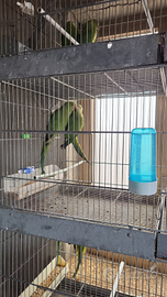 Parrocchetti giovani