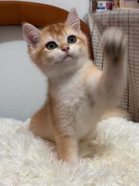 Cucciolo british golden 3 mesi