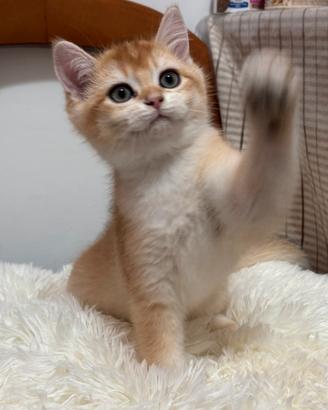 Cucciolo british golden 3 mesi