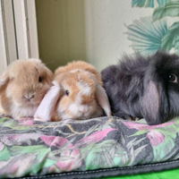 Coniglietti nani/mini lop