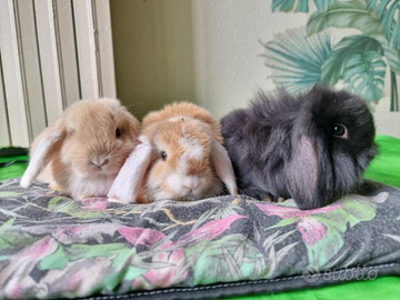 Coniglietti nani/mini lop