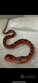 Serpenti del grano