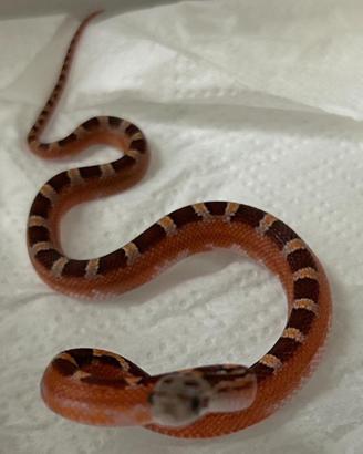 Serpenti del grano