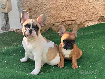 Cucciole di bulldog francese