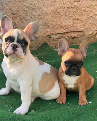Cucciole di bulldog francese