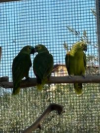 Amazona aestiva aestiva