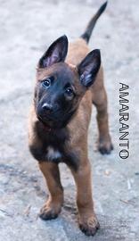 Cuccioli pastore belga malinois