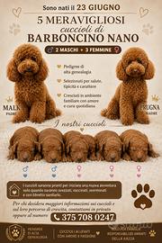 Cuccioli di barboncino nano pedigree ENCI