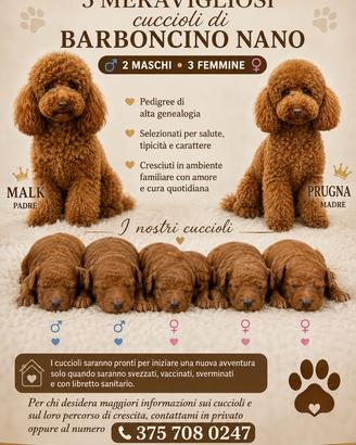 Cuccioli di barboncino nano pedigree ENCI