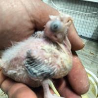 Calopsite varie mutazioni