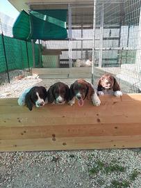 Cuccioli Springer Spaniel