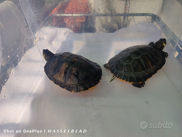 Vendita 2 tartarughe d'acqua dolce