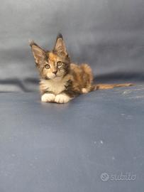 Maine coon