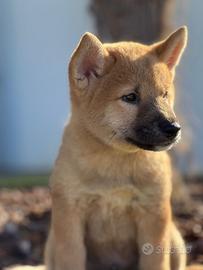 Allevati da noi -shiba inu 2 mesi