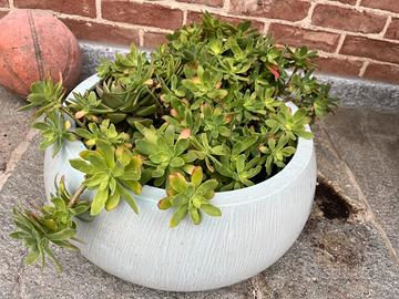 Splendida Composizione di Piante Grasse in vaso