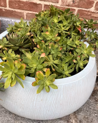 Splendida Composizione di Piante Grasse in vaso