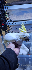 Cacatua galerita