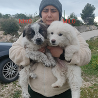 Cuccioli taglia medio grande
