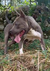 Amstaff femmina blu