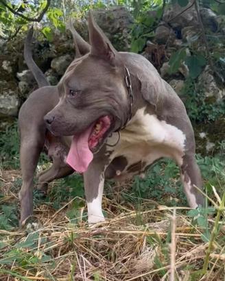 Amstaff femmina blu