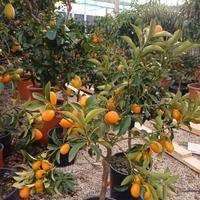 PIANTA KUMQUAT X BOMBONIERA