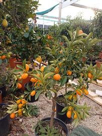 PIANTA KUMQUAT X BOMBONIERA