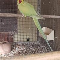 Pulli parrocchetto dal collare pallid green