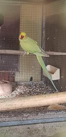 Pulli parrocchetto dal collare pallid green