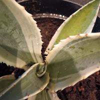 agave