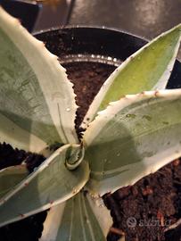 agave
