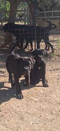 Cane Corso cuccioli